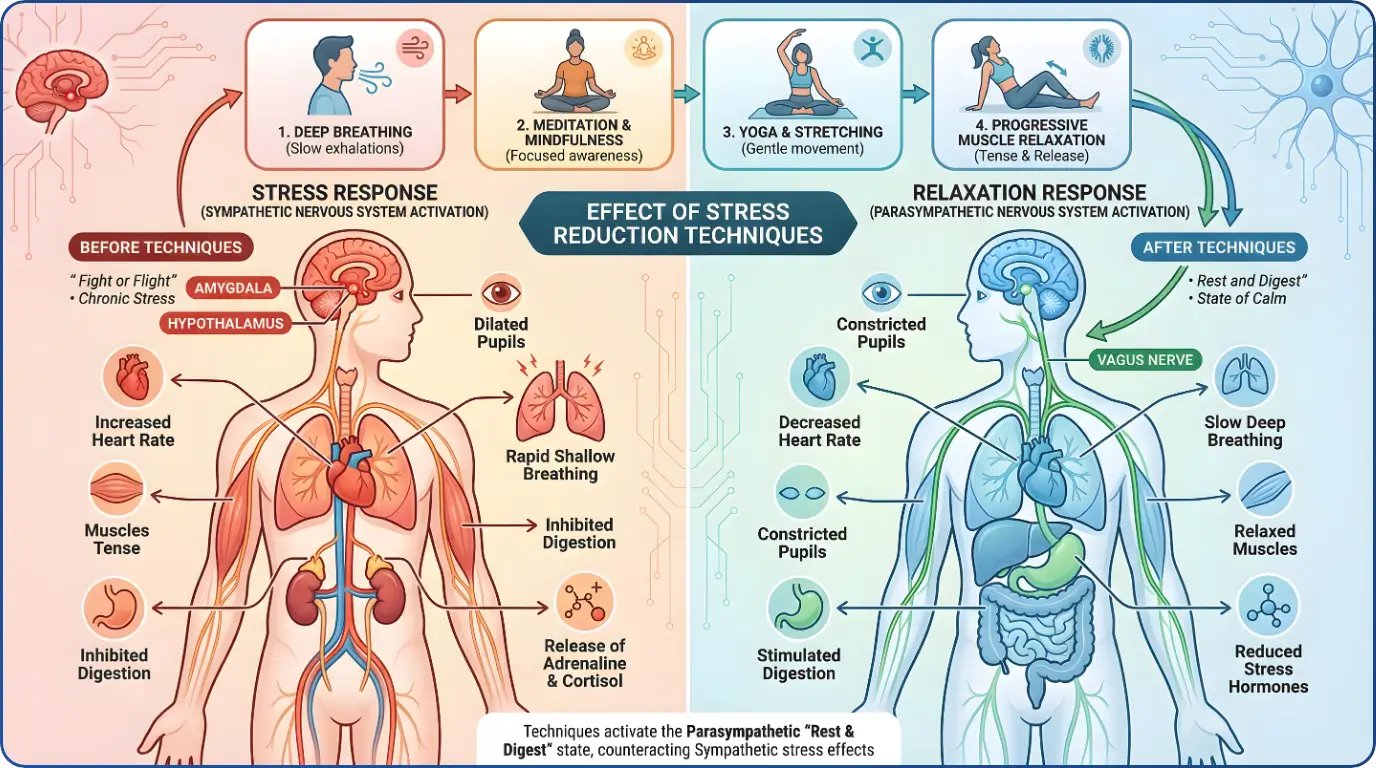 illustration of the nervous system response to stress reduction techniques